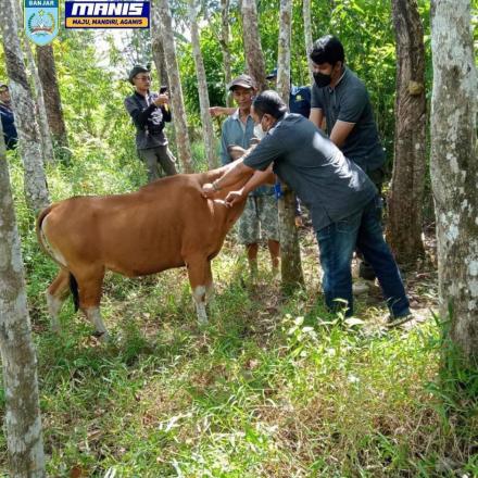 VAKSIN PMK UNTUK SAPI